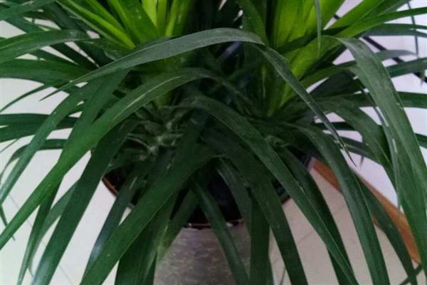 龙须兰的养殖方式,生长期每隔半个月追肥一次