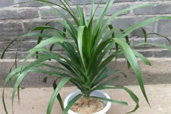 龙须兰的养殖方式,生长期每隔半个月追肥一次