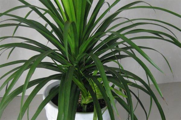 龙须兰的养殖方式,生长期每隔半个月追肥一次