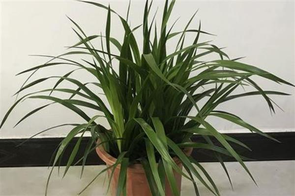 龙须兰的养殖方式,生长期每隔半个月追肥一次