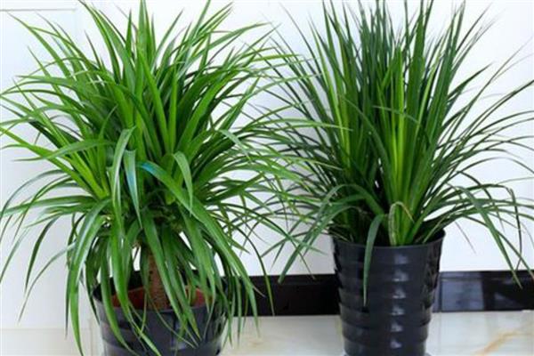 龙须兰的养殖方式,生长期每隔半个月追肥一次