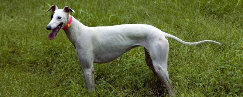 匈牙利牧羊犬和格力犬的价格，价格在3000-10000元左右