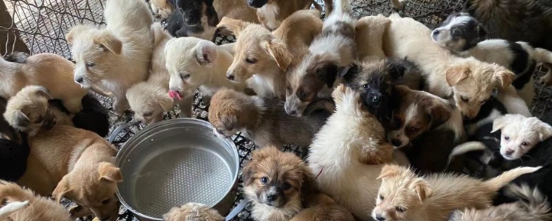 肉狗是哪个品种的狗，属于灰狼种