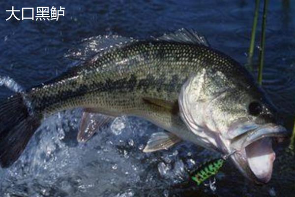 大口黑鲈与鲈鱼的区别，外形上有明显的区别