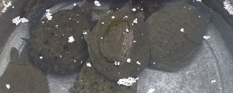 甲鱼生病如何治疗，需要对症治疗