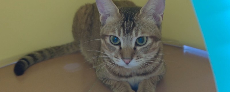 猫咪眼睛发炎如何正确处理，需滴入抗菌型滴眼液