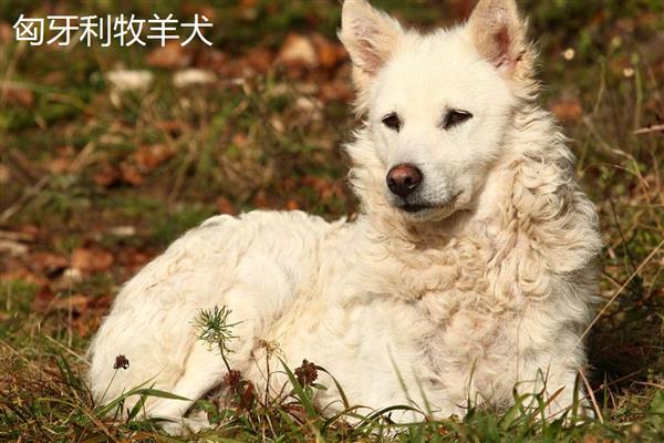 匈牙利牧羊犬和格力犬的价格，价格在3000-10000元左右