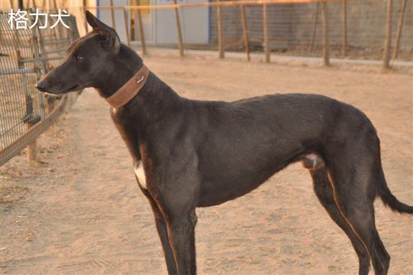 匈牙利牧羊犬和格力犬的价格，价格在3000-10000元左右
