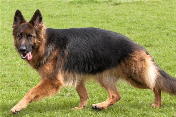 匈牙利牧羊犬和格力犬的价格，价格在3000-10000元左右