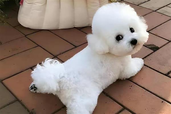 肉狗是哪个品种的狗，属于灰狼种