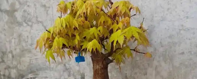 怎么养殖黄金枫盆栽，春秋季节每隔3-5天浇一次水