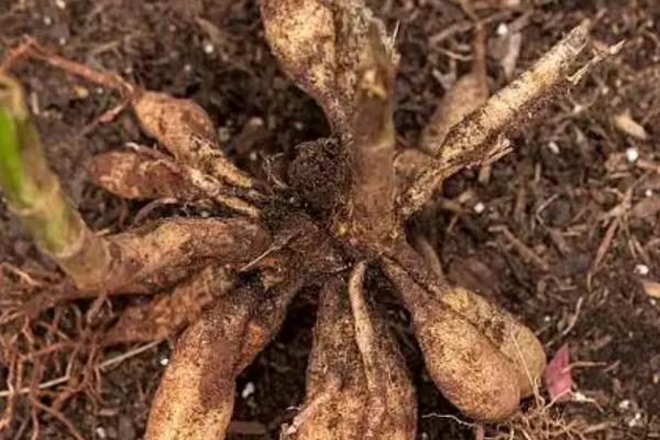 如何种植大丽花的块茎，消毒后栽入土壤中并覆盖细土