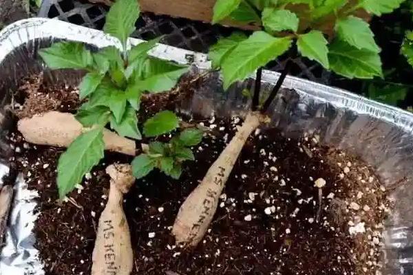 如何种植大丽花的块茎，消毒后栽入土壤中并覆盖细土