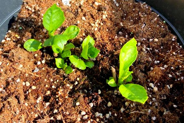 如何种植大丽花的块茎，消毒后栽入土壤中并覆盖细土