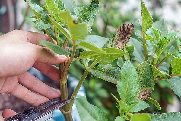 如何种植大丽花的块茎，消毒后栽入土壤中并覆盖细土