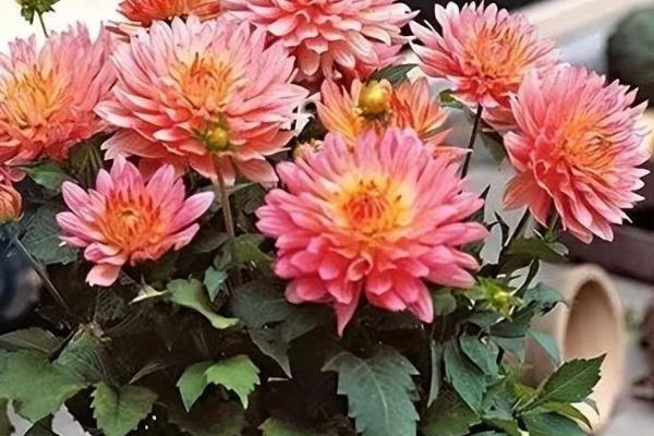 如何种植大丽花的块茎，消毒后栽入土壤中并覆盖细土