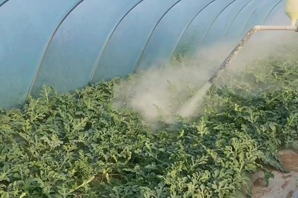 西瓜施肥要注意什么，瓜苗长度达到10-15厘米时追施氮肥