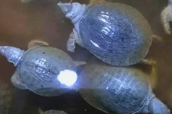 甲鱼生病如何治疗，需要对症治疗