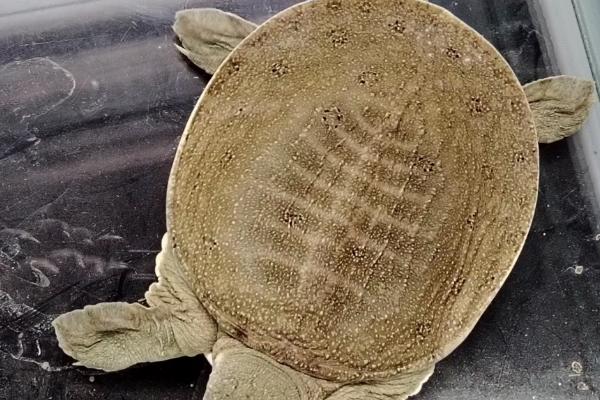 甲鱼生病如何治疗，需要对症治疗