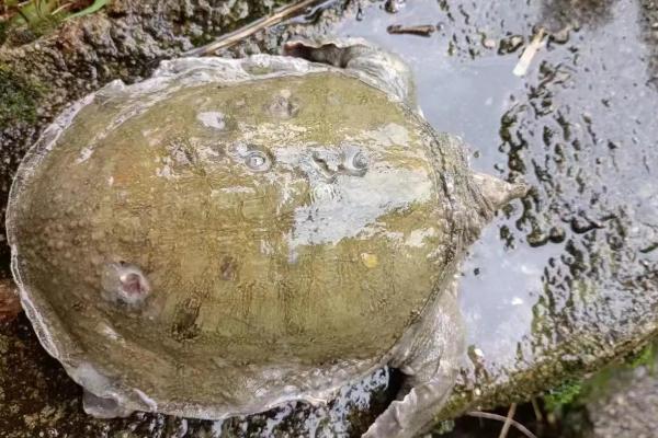 甲鱼生病如何治疗，需要对症治疗