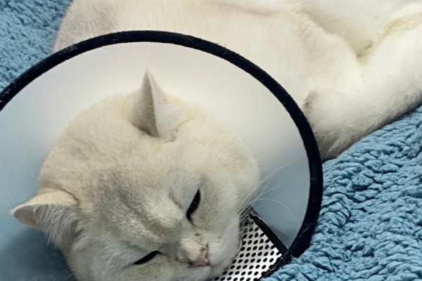 猫咪眼睛发炎如何正确处理，需滴入抗菌型滴眼液