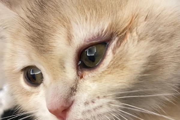 猫咪眼睛发炎如何正确处理，需滴入抗菌型滴眼液
