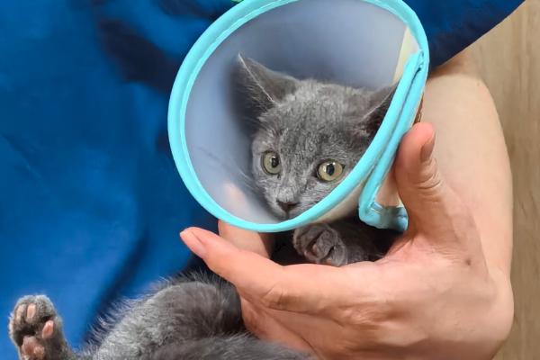 猫咪眼睛发炎如何正确处理，需滴入抗菌型滴眼液
