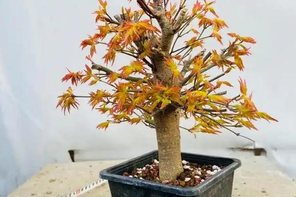 怎么养殖黄金枫盆栽，春秋季节每隔3-5天浇一次水