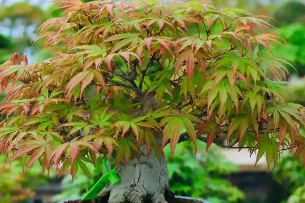怎么养殖黄金枫盆栽，春秋季节每隔3-5天浇一次水