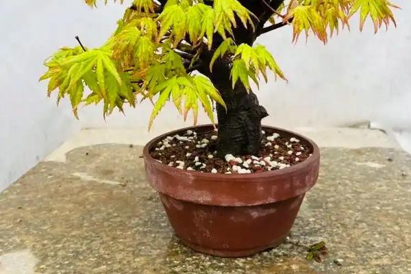 怎么养殖黄金枫盆栽，春秋季节每隔3-5天浇一次水