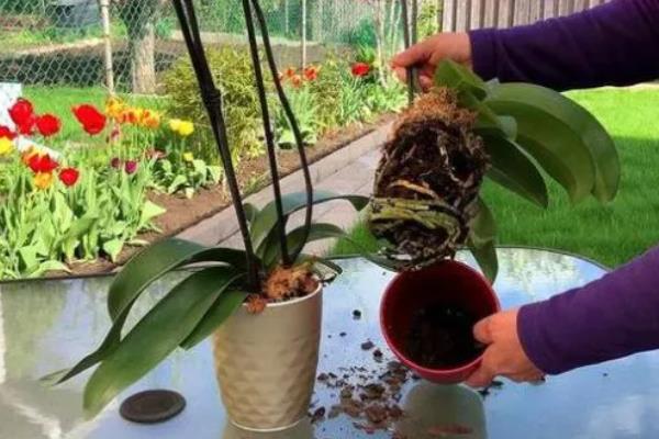 栽培蝴蝶兰用什么土壤，适合将腐叶土或泥炭土当作基质