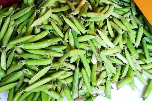 蚕豆的保存方式，常用冷藏、冷冻、风干这3种方法