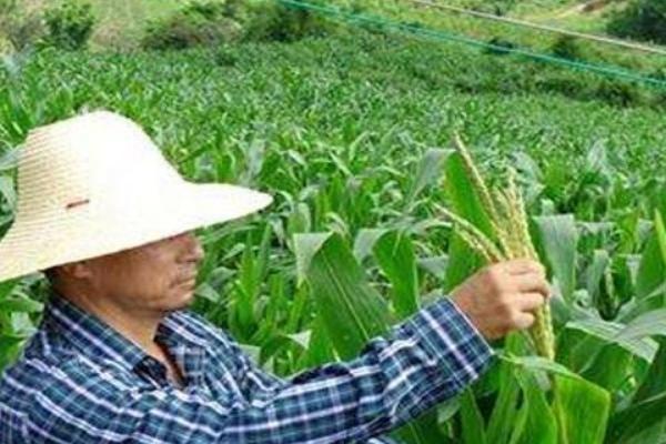 玉米地如何去雄，可在雄穗刚露尖时进行