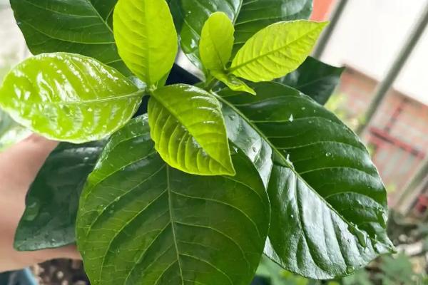 栀子花的繁殖方法，可以播种、压条和扦插繁殖