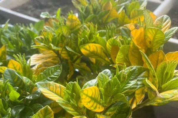 栀子花的繁殖方法，可以播种、压条和扦插繁殖