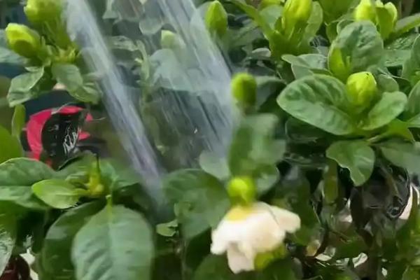 栀子花的繁殖方法，可以播种、压条和扦插繁殖