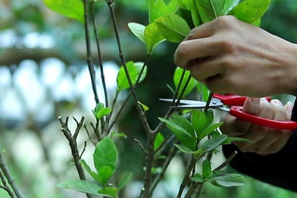 栀子花的繁殖方法，可以播种、压条和扦插繁殖