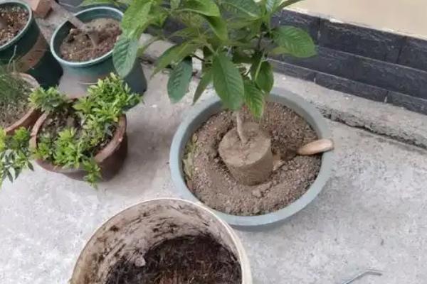 栀子花的繁殖方法，可以播种、压条和扦插繁殖