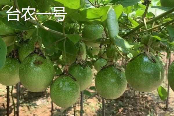 百香果有什么品种，台农一号、紫香一号等品种很常见
