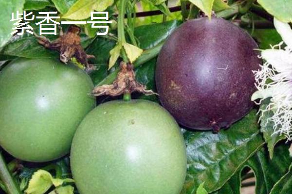 百香果有什么品种，台农一号、紫香一号等品种很常见