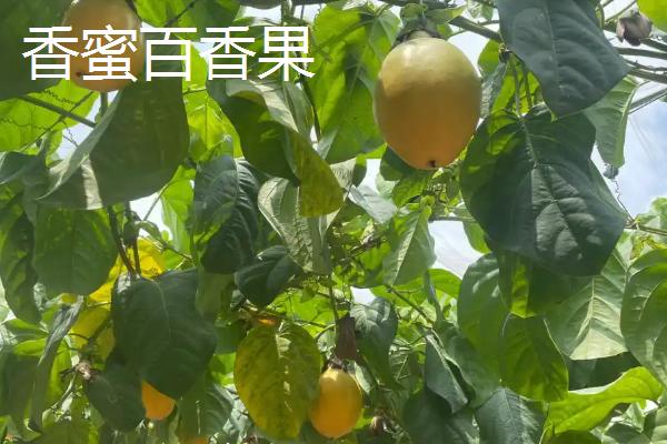 百香果有什么品种，台农一号、紫香一号等品种很常见
