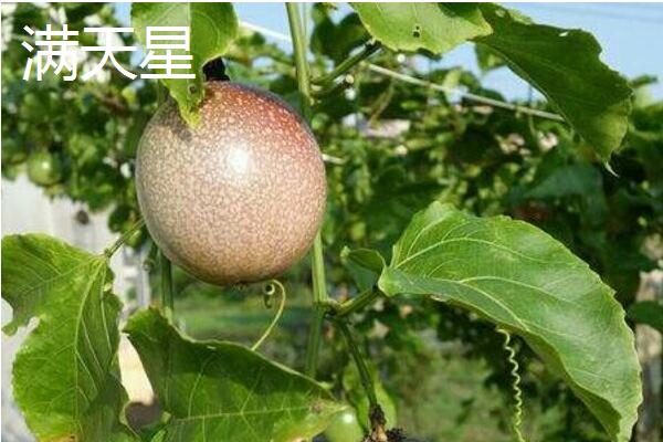 百香果有什么品种，台农一号、紫香一号等品种很常见