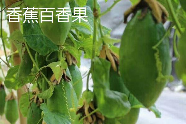 百香果有什么品种，台农一号、紫香一号等品种很常见