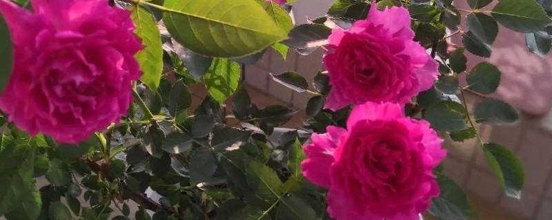 一个盆能种几棵月季，可以种一棵月季