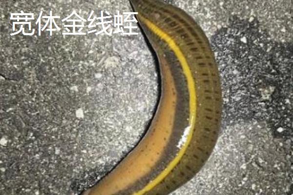 养水蛭的作用，常见宽体金线蛭、尖细金线蛭等品种