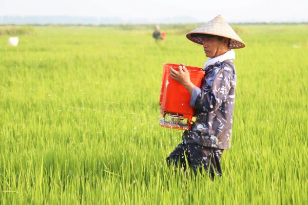 水稻使用复合肥和尿素的用量，亩施复合肥60-80斤、尿素20-30斤