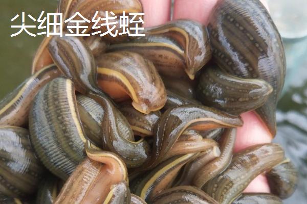 养水蛭的作用，常见宽体金线蛭、尖细金线蛭等品种