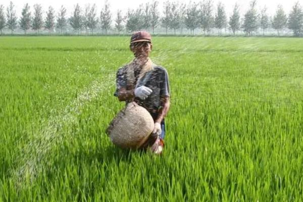 水稻使用复合肥和尿素的用量，亩施复合肥60-80斤、尿素20-30斤