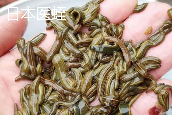 养水蛭的作用，常见宽体金线蛭、尖细金线蛭等品种