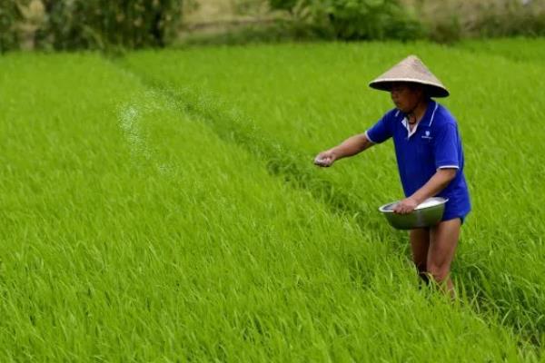 水稻使用复合肥和尿素的用量，亩施复合肥60-80斤、尿素20-30斤